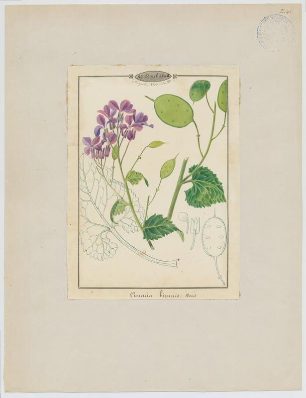 Lunaire annuelle ; Monnaie-du-Pape ; plante à fleurs_0