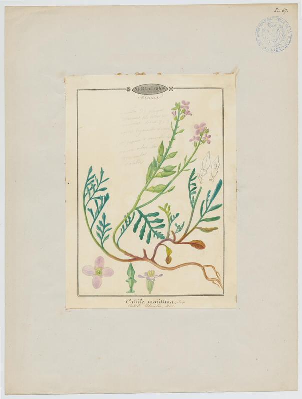 Cakilier maritime ; Roquette de mer ; plante à fleurs, Jean-Baptiste Barla, 1840