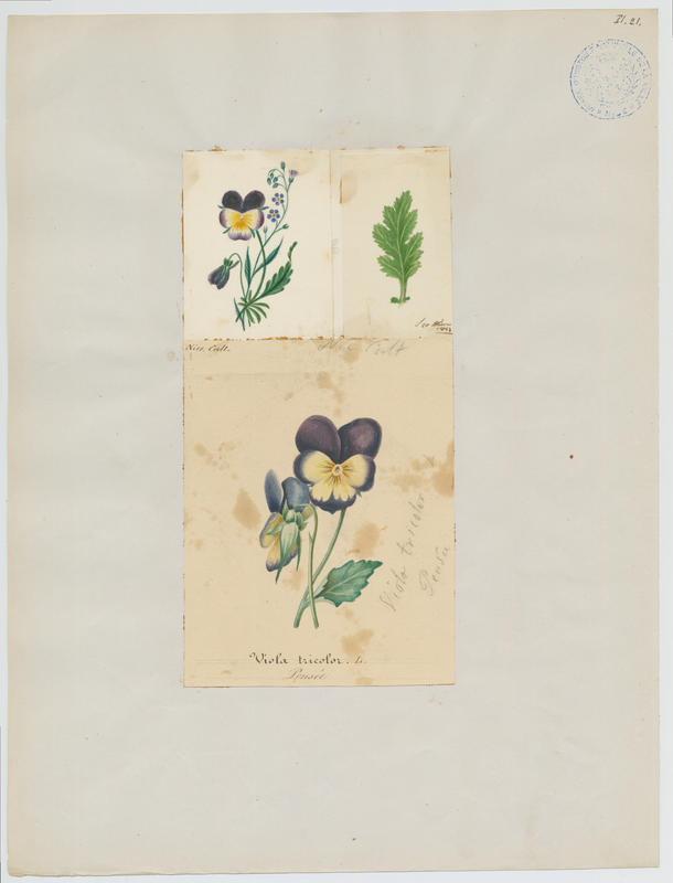 Pensée ; plante à fleurs, Jean-Baptiste Barla, 2e moitié 19e siècle