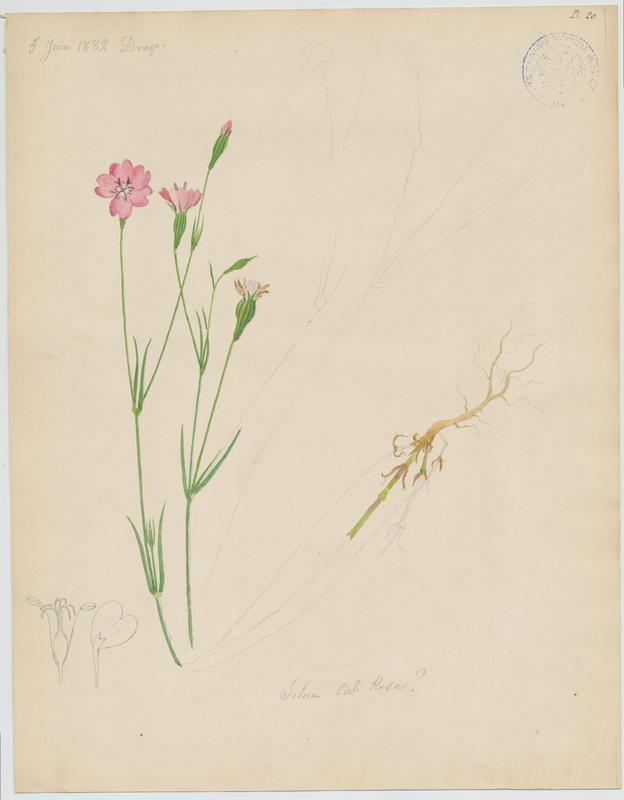 Silène Rose-du-ciel ; plante à fleurs_0