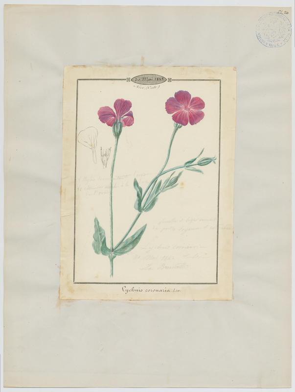 Silène coronaire ; Coquelourde des jardins ; plante à fleurs_0