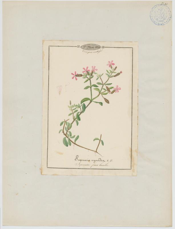 Saponaire faux-basilic ; plante à fleurs_0