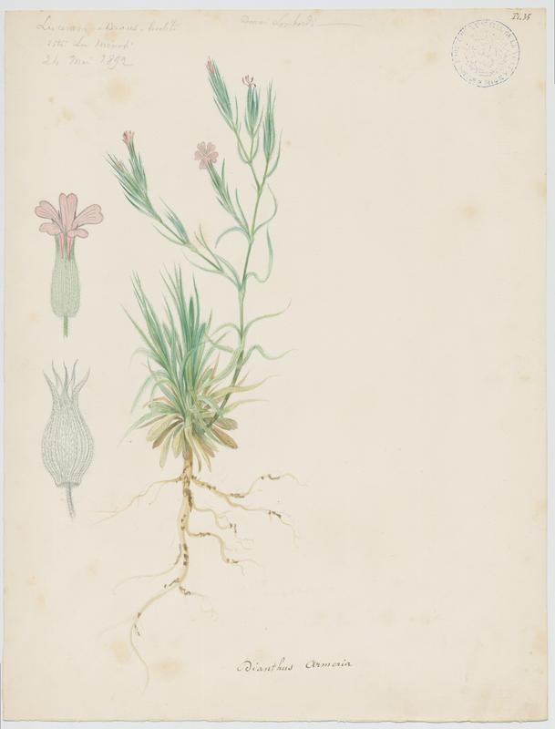 Oeillet arméria ; plante à fleurs, Charles Lombardi, 1892
