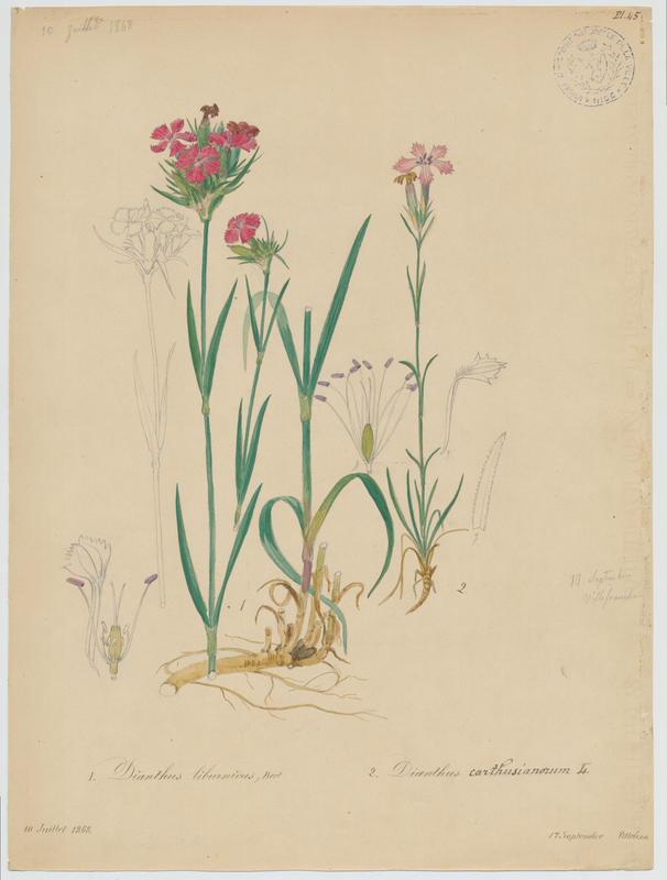 Oeillet des chartreux ; plante à fleurs_0