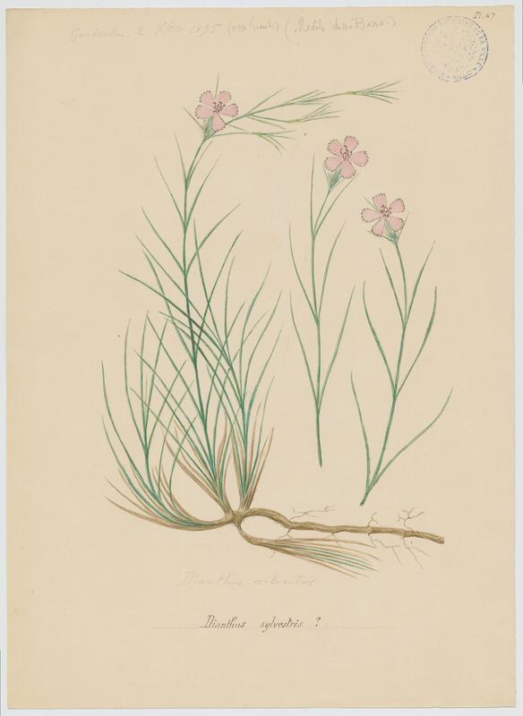 Oeillet sauvage ; Oeillet des rochers ; plante à fleurs, P. Basso, 1895