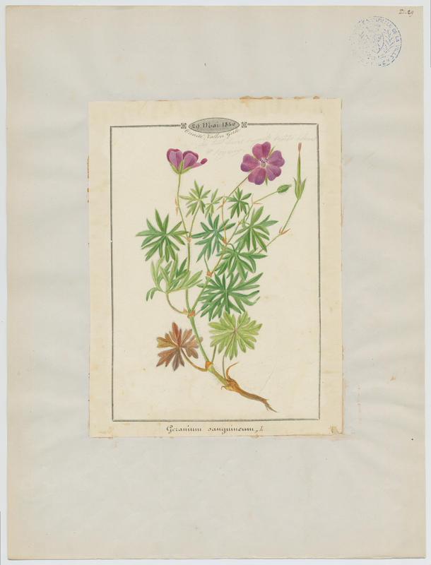 Géranium sanguin; plante à fleurs — Jean-Baptiste Barla