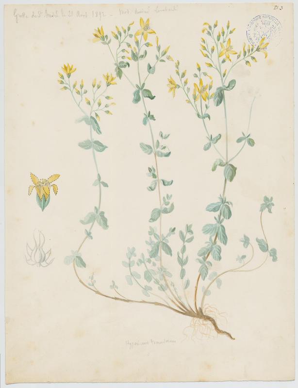 Millepertuis tomenteux ; plante à fleurs, Charles Lombardi, 1892