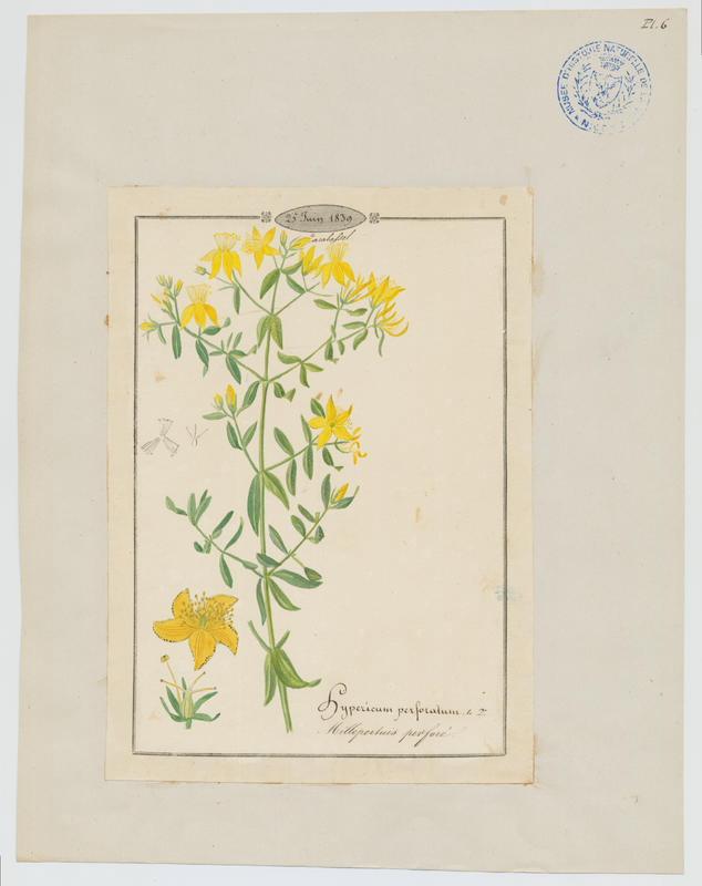 Millepertuis perforé ; plante à fleurs_0
