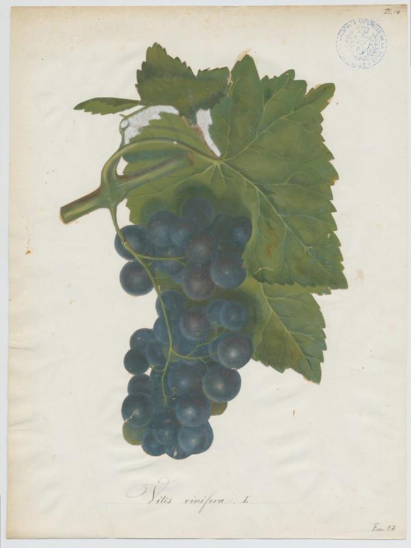 Vigne ; plante à fleurs, Jean-Baptiste Barla