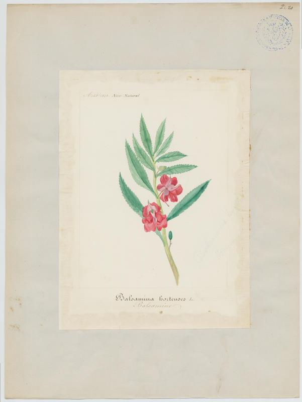 Balsamine ; plante à fleurs_0