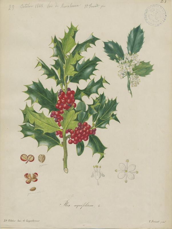 Houx ; plante à fleurs, Vincent Fossat, 1868