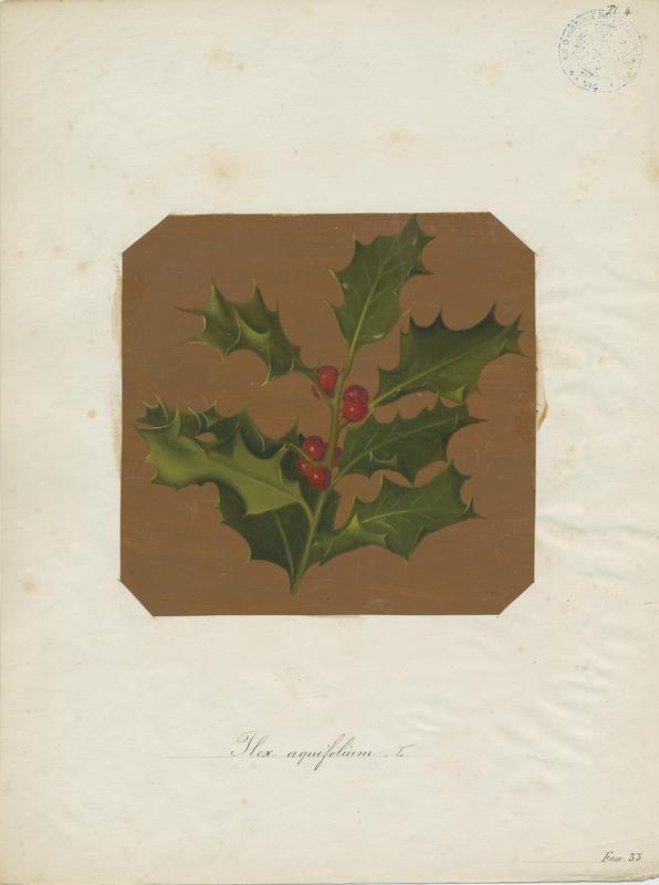 Houx ; plante à fleurs, Jean-Baptiste Barla