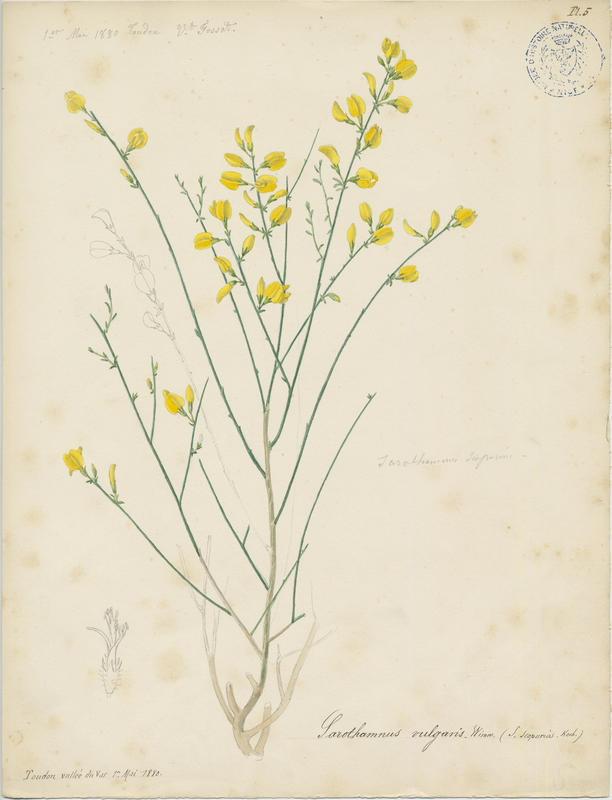 Genêt à balais ; plante à fleurs, Vincent Fossat, 1880