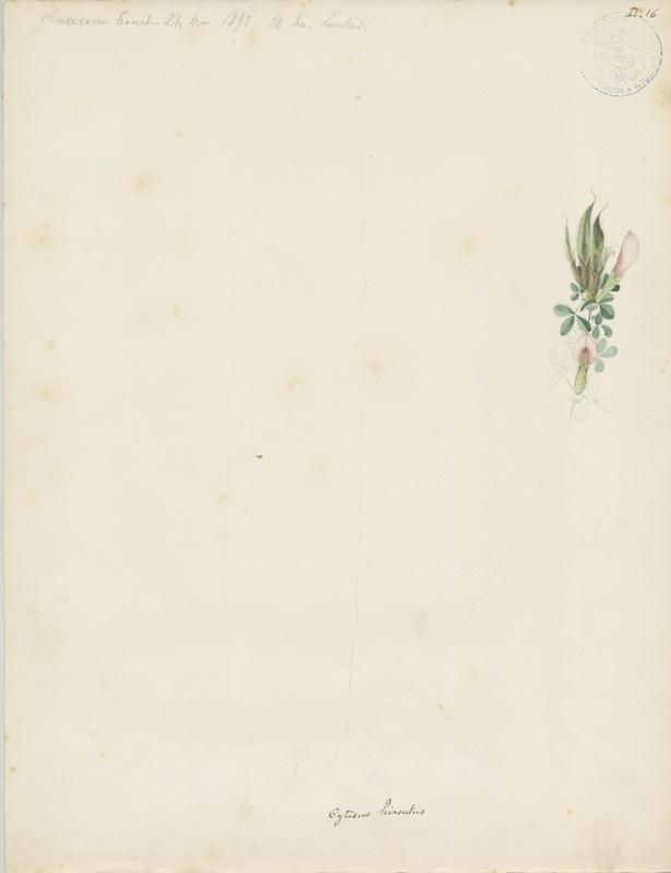 Cytise à fleurs en têtes ; plante à fleurs, Charles Lombardi, 1892