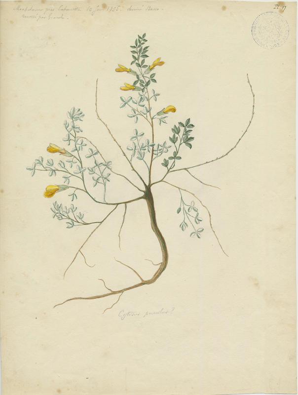 Cytise à fleurs en têtes ; plante à fleurs, P. Basso, 1895