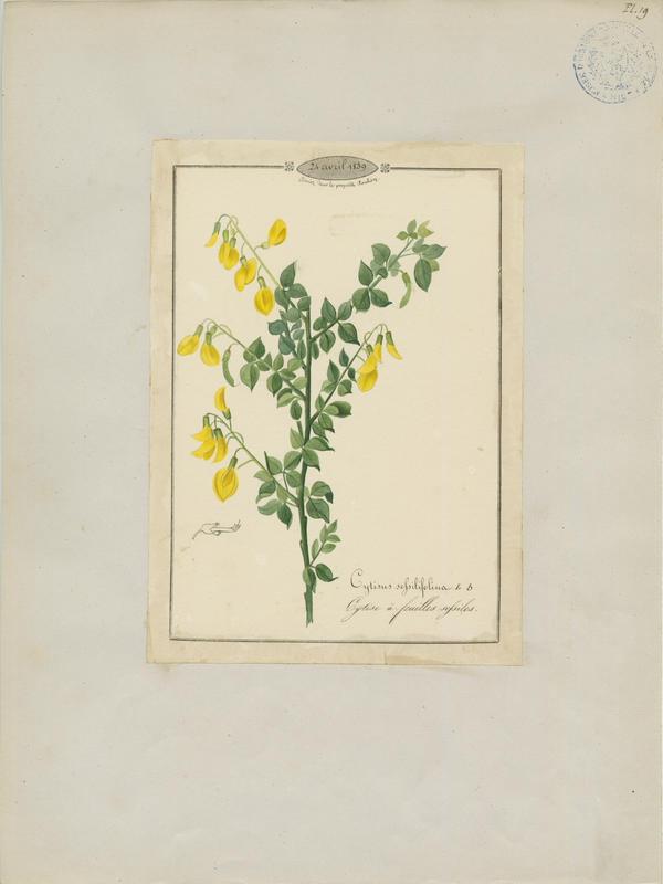Cytise à feuilles sessiles ; plante à fleurs, Jean-Baptiste Barla, 1839