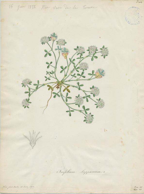 Trèfle fausse bardane ; plante à fleurs, Jean-Baptiste Barla, 1872