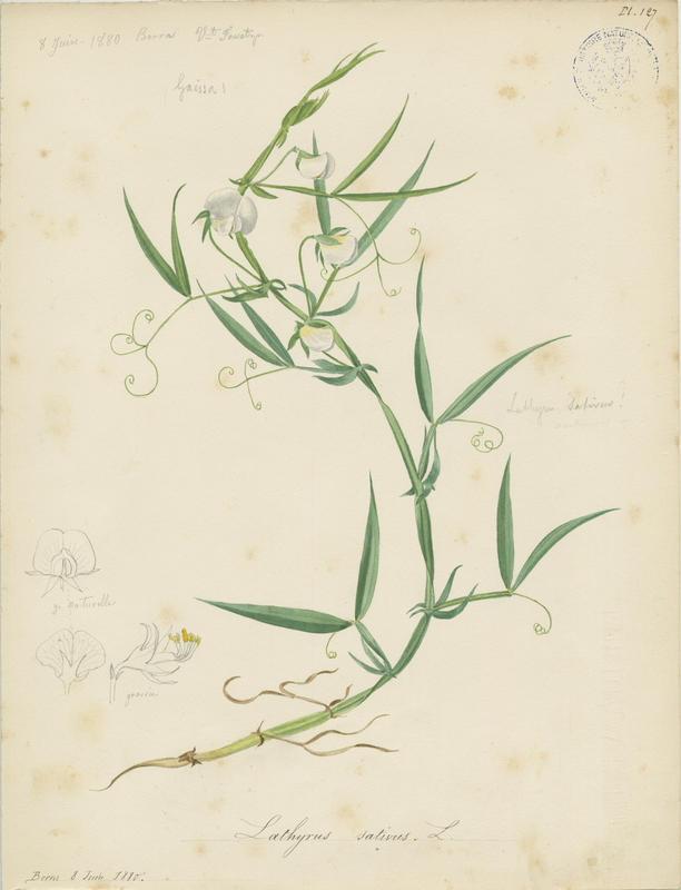 Gesse blanche ; Gesse cultivée ; Pois carré ; Lentille d'Espagne ; plante à fleurs_0