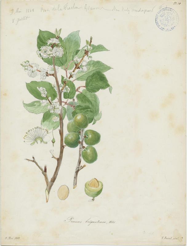 Marmottier ; Prunier de Briançon ; Prunier des Alpes ; plante à fleurs_0
