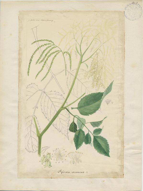 Barbe-de-bouc ; plante à fleurs_0