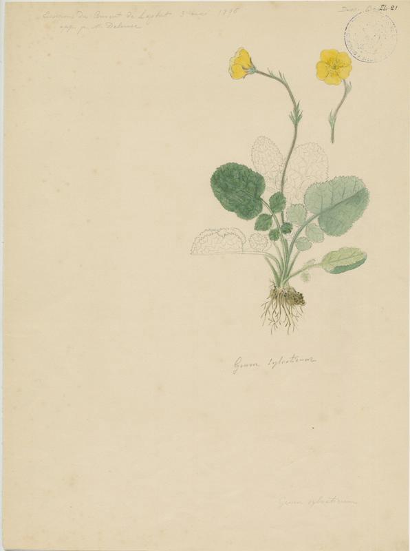 Benoîte des bois ; plante à fleurs, Jean-Baptiste Barla, 1896
