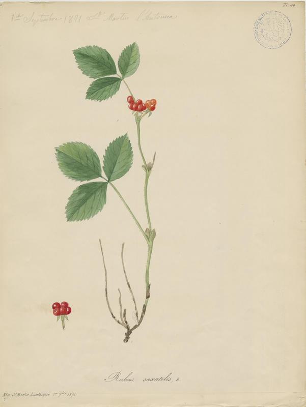 Ronce des rochers ; plante à fleurs_0