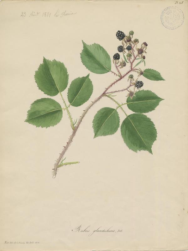 Ronce de Bellardi ; Ronce à poils glanduleux ; Ronce glanduleuse ; plante à fleurs_0