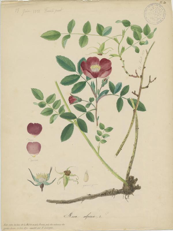 Églantier à fruits pendants ; Rosier des Alpes ; plante à fleurs, Vincent Fossat, 1871