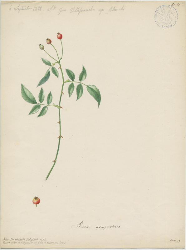 Églantier sempervirent ; Rosier toujours vert ; plante à fleurs_0