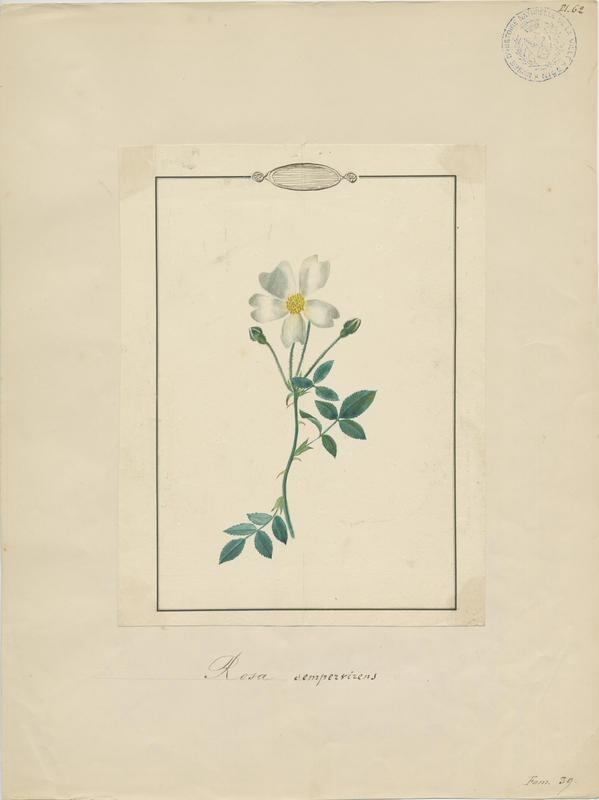 Églantier sempervirent ; Rosier toujours vert ; plante à fleurs, Jean-Baptiste Barla