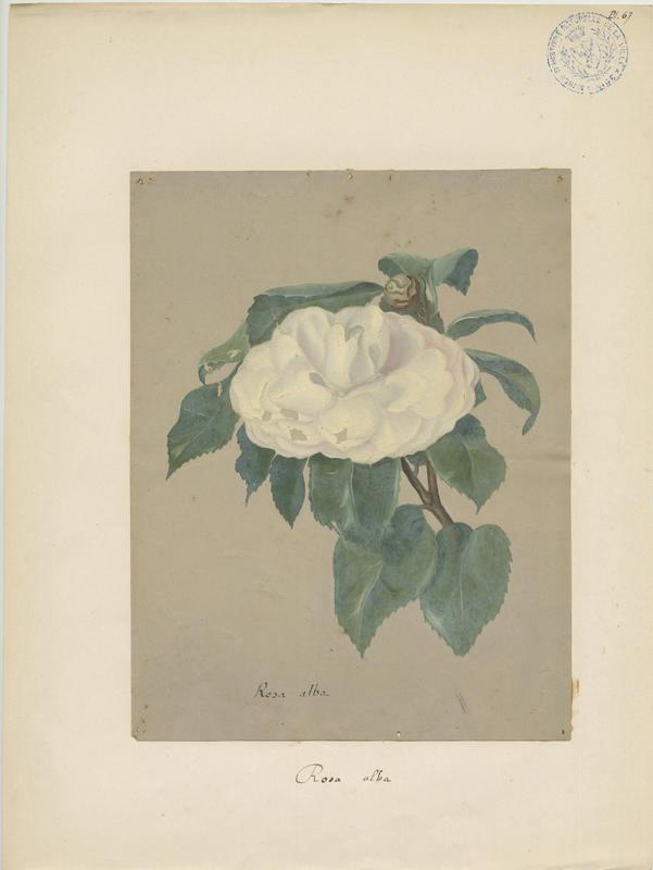 Rose blanche ; plante à fleurs, Jean-Baptiste Barla