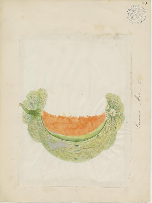 Melon ; plante à fleurs_0