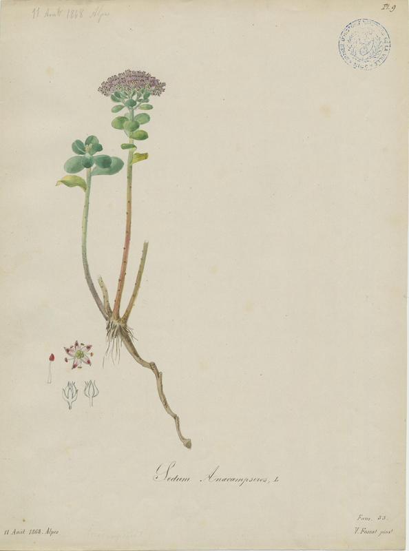 Orpin bleu ; Orpin des infidèles ; Orpin à feuilles rondes ; plante à fleurs, Vincent Fossat, 1868