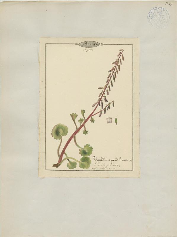 Ombilic pendant ; Nombril-de-Vénus commun ; plante à fleurs_0