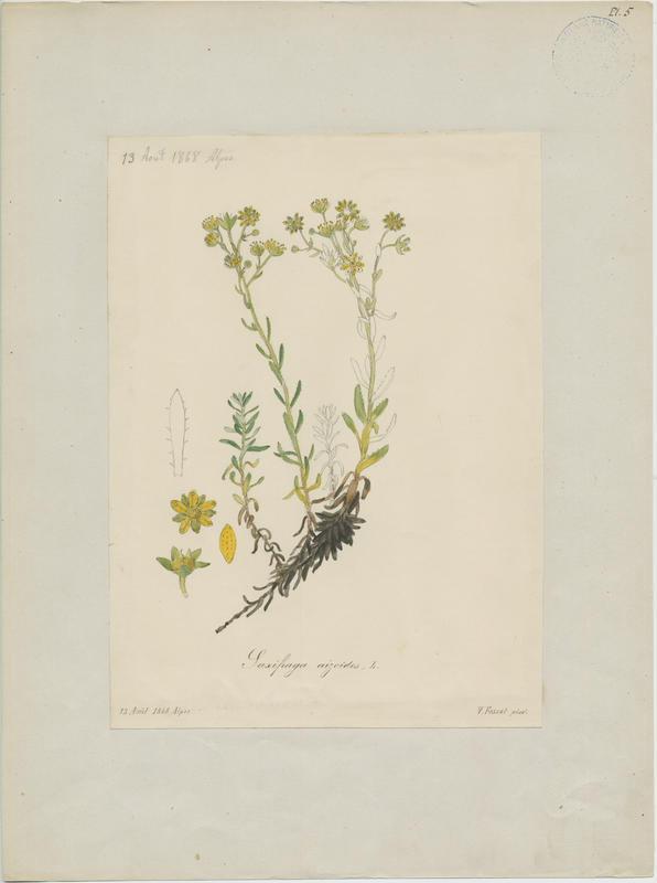 Saxifrage faux orpin ; plante à fleurs, Vincent Fossat, 1868