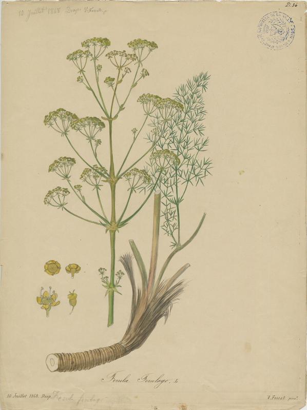 Petite férule des champs ; plante à fleurs, Vincent Fossat, 1868
