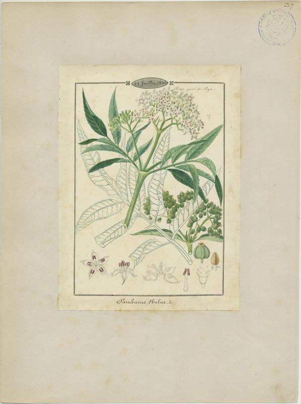 Hièble  ; Sureau Hièble ; Petit sureau ; plante à fleurs_0