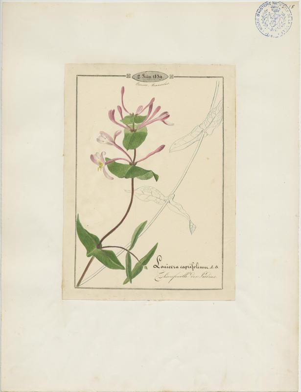 Chèvrefeuille des jardins ; plante à fleurs_0