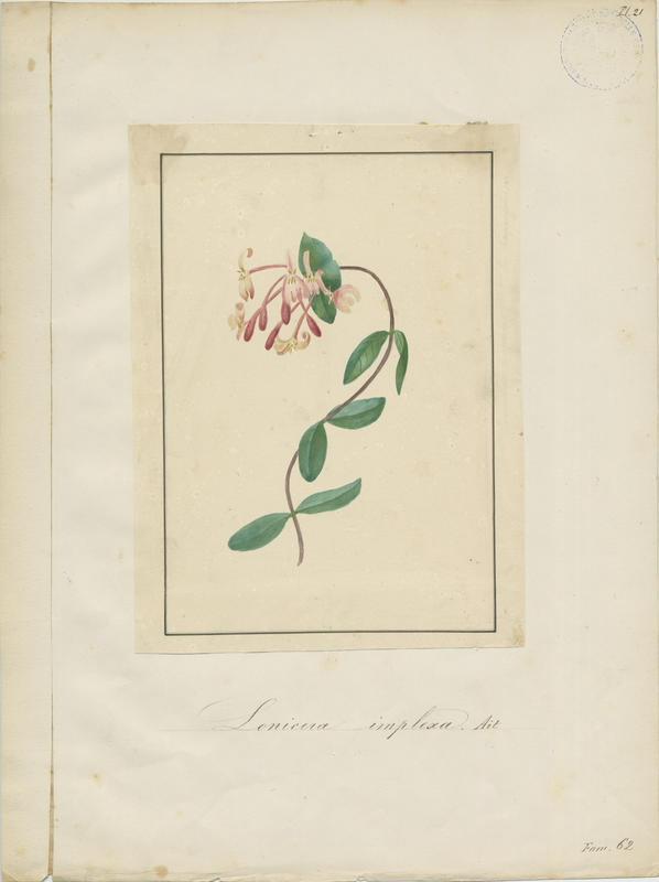 Chèvrefeuille des Baléares ; plante à fleurs, Jean-Baptiste Barla