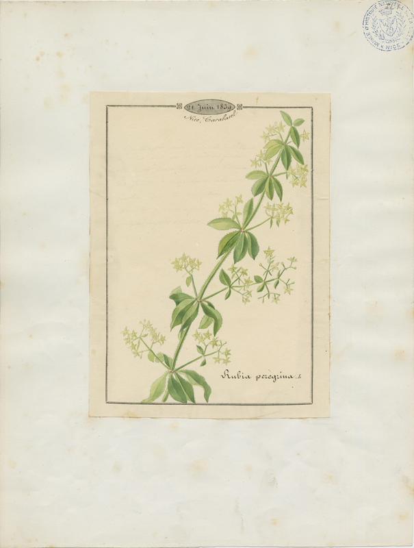 Garance sauvage ; plante à fleurs_0