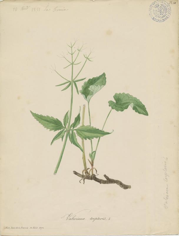 Valériane à feuilles trifides ; plante à fleurs_0