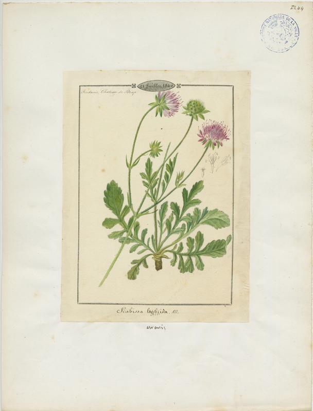 Knautie des champs ; Scabieuse des champs ; plante à fleurs_0