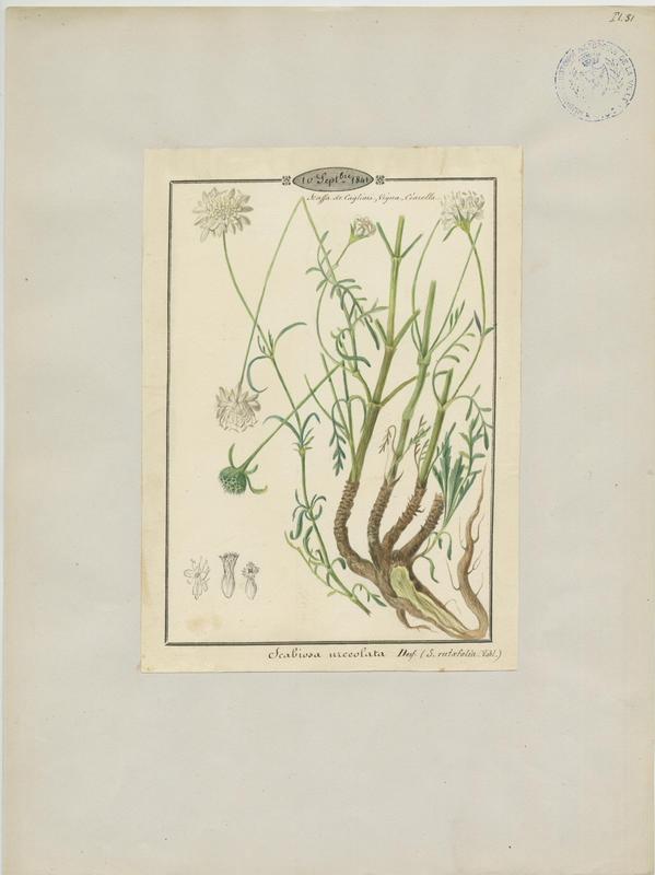 Scabieuse à feuilles de rue ; plante à fleurs_0