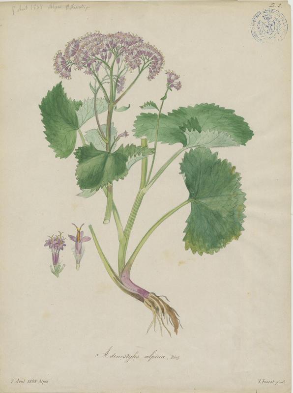 Adénostyle des Alpes ; plante à fleurs, Vincent Fossat, 1868