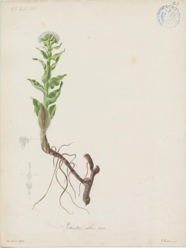 Pétasite blanc ; plante à fleurs_0