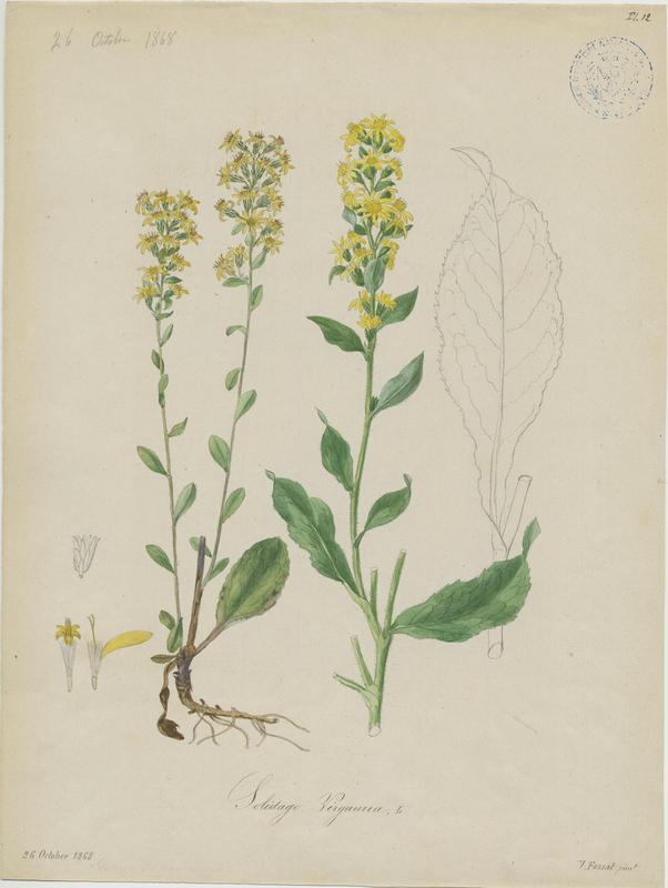 Solidage verge d'or ; plante à fleurs, Vincent Fossat, 1868