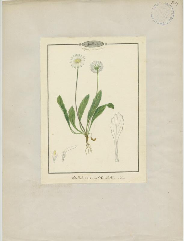 Aster fausse pâquerette ; plante à fleurs_0