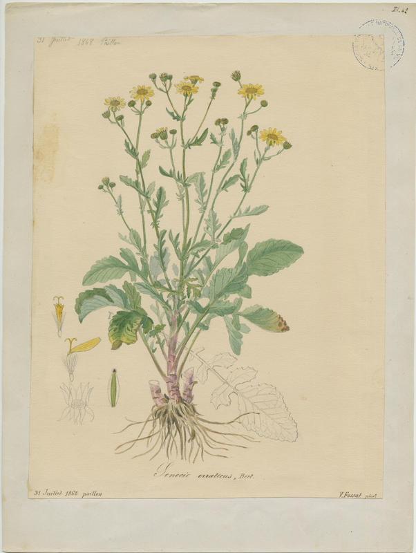 Séneçon à rameaux grêles ; plante à fleurs, Vincent Fossat, 1868