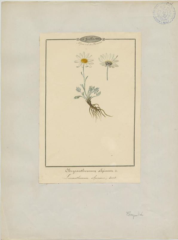 Marguerite des Alpes ; plante à fleurs, Jean-Baptiste Barla, 1844
