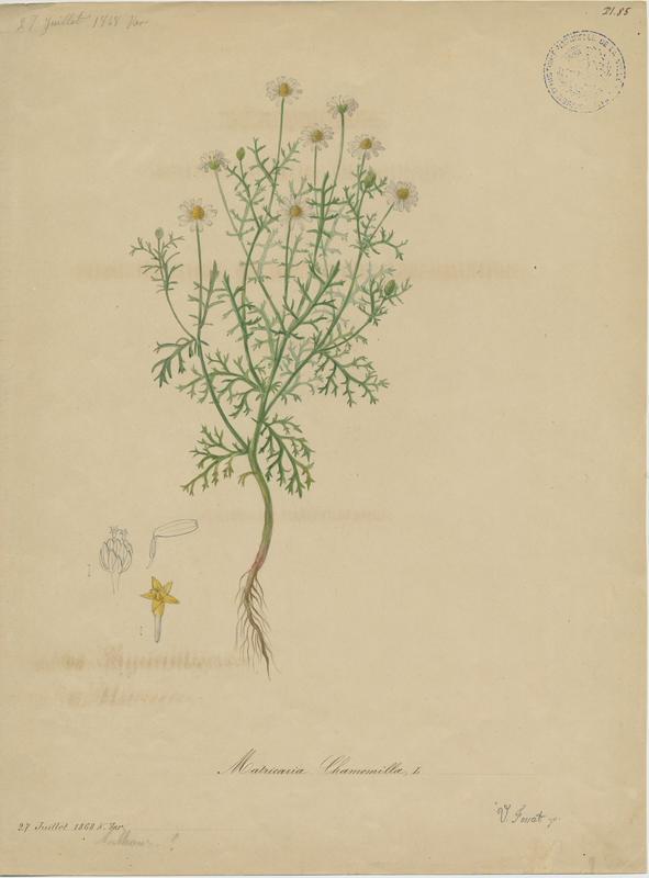 Camomille sauvage ; plante à fleurs, Vincent Fossat, 1868